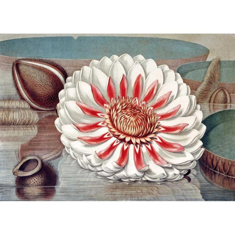 The Great Water Lily of America - Complete Bloom Black Modern Wood Framed Art Print by Sharp, William
