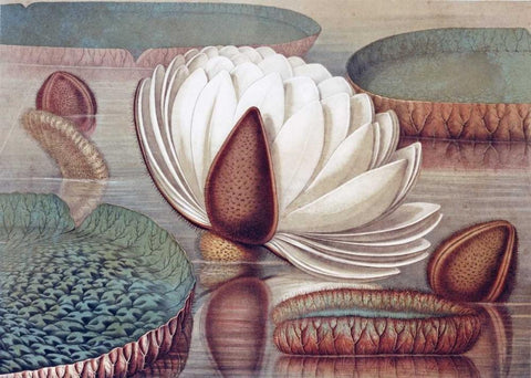 The Great Water Lily of America - Opening Flower White Modern Wood Framed Art Print with Double Matting by Sharp, William