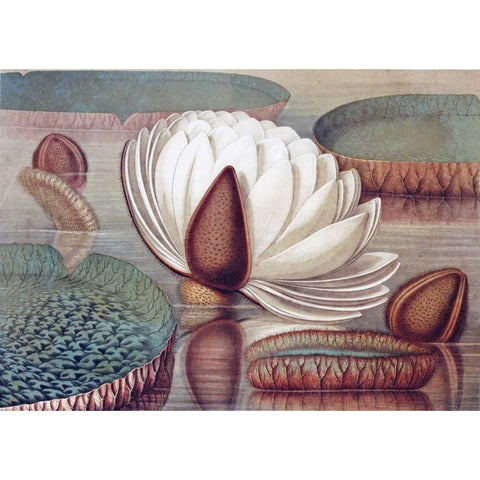 The Great Water Lily of America - Opening Flower White Modern Wood Framed Art Print by Sharp, William