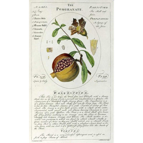 The Pomegranate White Modern Wood Framed Art Print by Sheldrake, Timothy