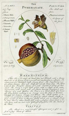 The Pomegranate White Modern Wood Framed Art Print with Double Matting by Sheldrake, Timothy