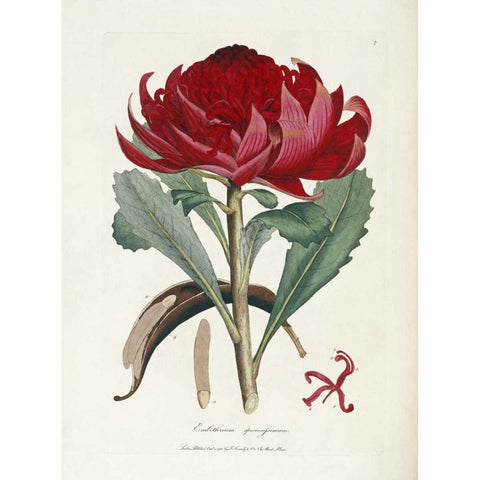A Specimen of The Botany of New Holland Gold Ornate Wood Framed Art Print with Double Matting by Smith, James Edward