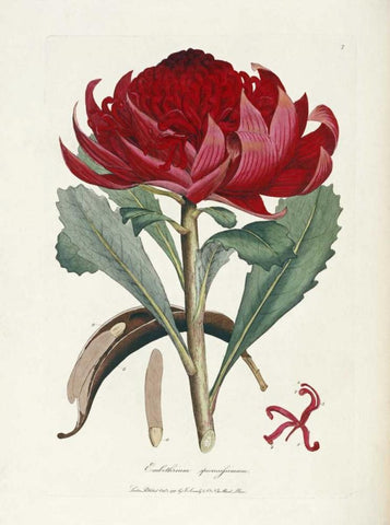 A Specimen of The Botany of New Holland Black Ornate Wood Framed Art Print with Double Matting by Smith, James Edward