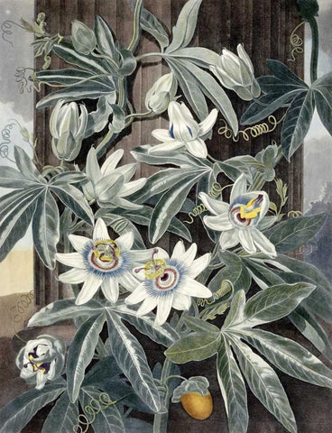 Passion Flowers White Modern Wood Framed Art Print with Double Matting by Thornton, Robert John