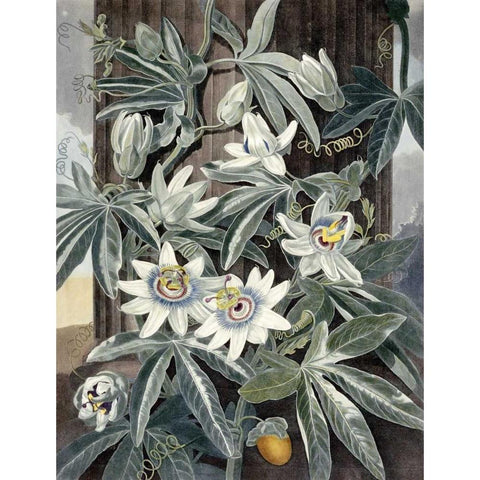 Passion Flowers Black Modern Wood Framed Art Print by Thornton, Robert John