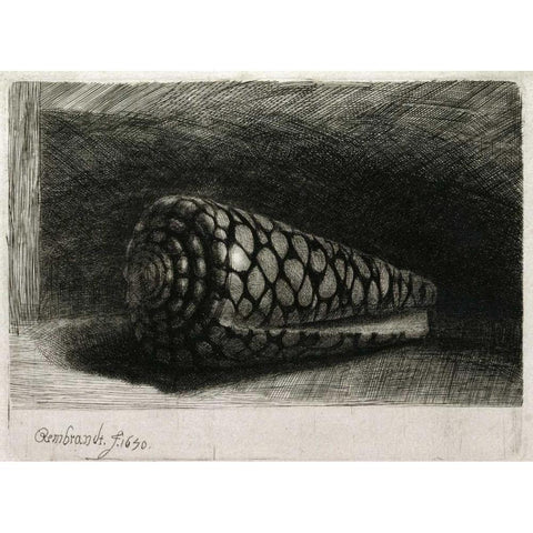 The Shell - Conus Marmoreus Black Modern Wood Framed Art Print by Van Rijn, Rembrandt