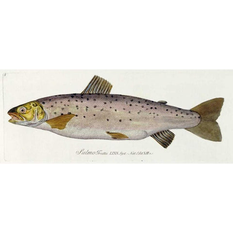 Salmon Engraving Gold Ornate Wood Framed Art Print with Double Matting by Von Meidinger, Baron Carl