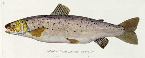 Salmon Engraving Black Ornate Wood Framed Art Print with Double Matting by Von Meidinger, Baron Carl