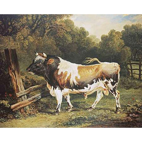 A Bull of The Alderney Breed Black Modern Wood Framed Art Print with Double Matting by Ward, James