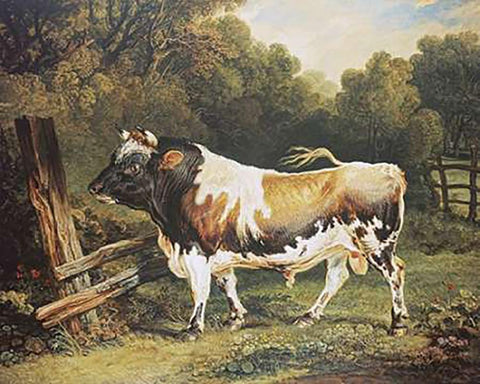 A Bull of The Alderney Breed White Modern Wood Framed Art Print with Double Matting by Ward, James