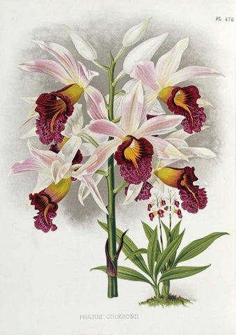 Phajus Cocksonii White Modern Wood Framed Art Print with Double Matting by Warner, Robert