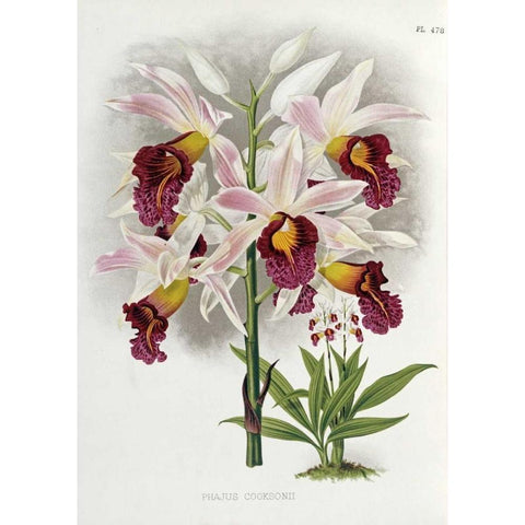 Phajus Cocksonii Black Modern Wood Framed Art Print by Warner, Robert