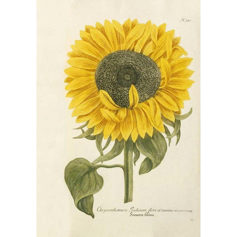 Sun Flower White Modern Wood Framed Art Print by Weinmann, Johann Wilhem