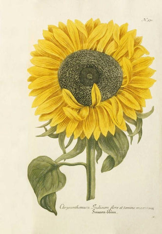 Sun Flower White Modern Wood Framed Art Print with Double Matting by Weinmann, Johann Wilhem
