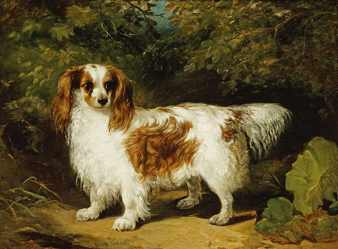 A Blenheim Cavalier King Charles Spaniel Black Ornate Wood Framed Art Print with Double Matting by Willis, H.