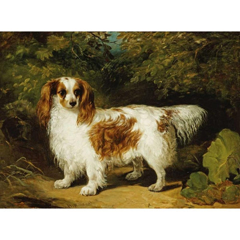 A Blenheim Cavalier King Charles Spaniel White Modern Wood Framed Art Print by Willis, H.