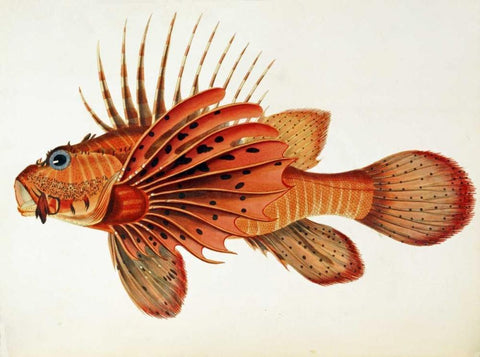 Fishes Found on The Coast of Ceylon White Modern Wood Framed Art Print with Double Matting by Bennett, John Whitchurch