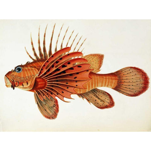 Fishes Found on The Coast of Ceylon Black Modern Wood Framed Art Print with Double Matting by Bennett, John Whitchurch
