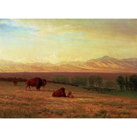 Buffalo on The Plains Gold Ornate Wood Framed Art Print with Double Matting by Bierstadt, Albert