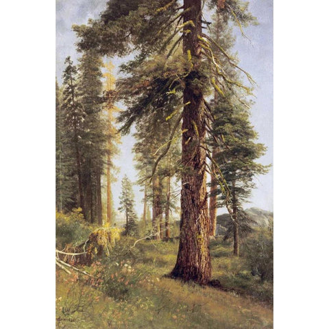 California Redwoods Gold Ornate Wood Framed Art Print with Double Matting by Bierstadt, Albert