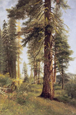 California Redwoods Black Ornate Wood Framed Art Print with Double Matting by Bierstadt, Albert