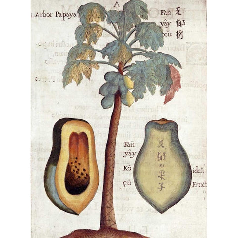 Papaya Tree Gold Ornate Wood Framed Art Print with Double Matting by Boym, Michael