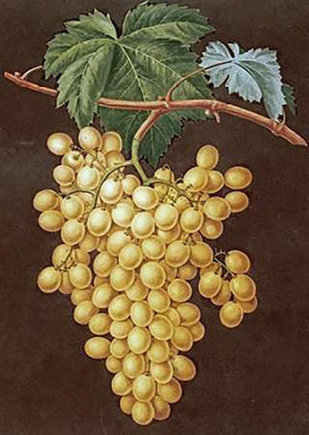 Alexandria Grapes Black Ornate Wood Framed Art Print with Double Matting by Brookshaw, George