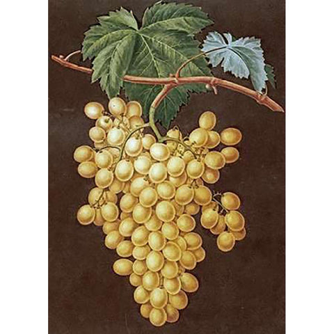 Alexandria Grapes Gold Ornate Wood Framed Art Print with Double Matting by Brookshaw, George