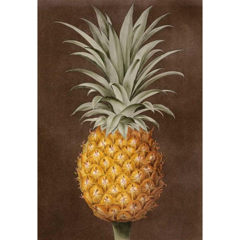 Pineapple Gold Ornate Wood Framed Art Print with Double Matting by Brookshaw, George