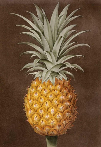 Pineapple Black Ornate Wood Framed Art Print with Double Matting by Brookshaw, George