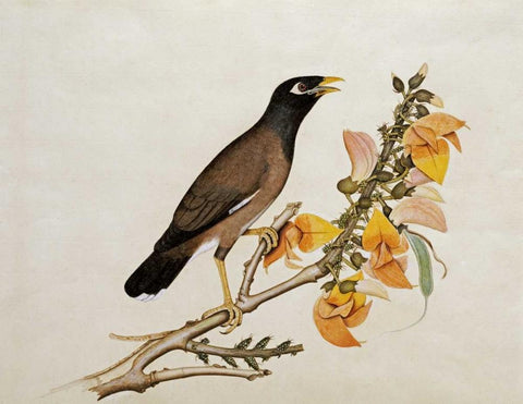 A Minah Bird Perched on a Flowering Branch White Modern Wood Framed Art Print with Double Matting by Calcutta School
