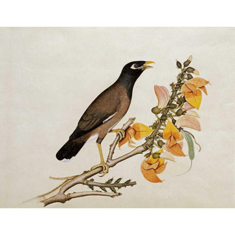 A Minah Bird Perched on a Flowering Branch Gold Ornate Wood Framed Art Print with Double Matting by Calcutta School