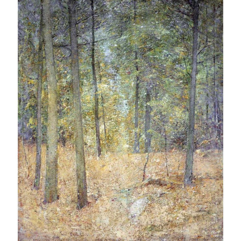 A Light In The Forest Black Modern Wood Framed Art Print with Double Matting by Carlsen, Soren Emil