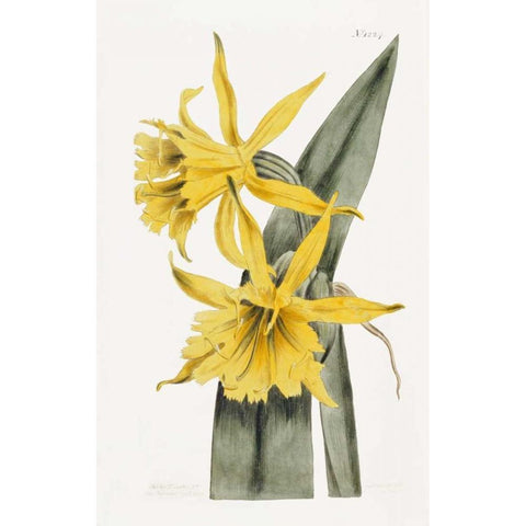 Narcissi Gold Ornate Wood Framed Art Print with Double Matting by Curtis, William