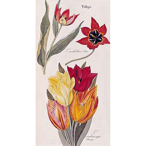 Tulips - Flora Universalis Gold Ornate Wood Framed Art Print with Double Matting by Dietrich, David Nathaniel