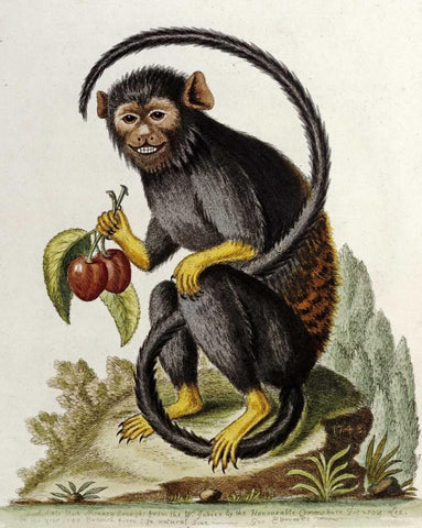 A Little Black Monkey Black Ornate Wood Framed Art Print with Double Matting by Edwards, George