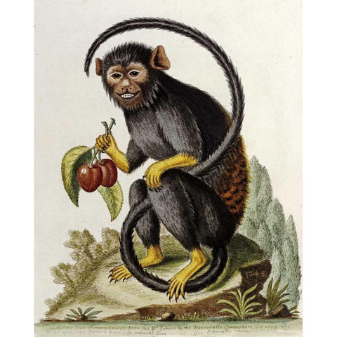 A Little Black Monkey White Modern Wood Framed Art Print by Edwards, George