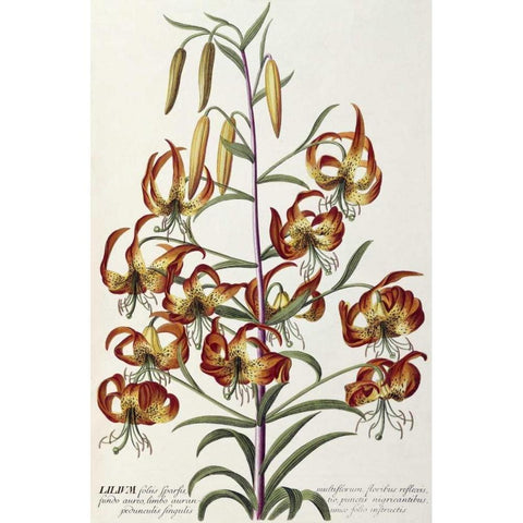 Lilium - Plantae Selectae Black Modern Wood Framed Art Print by Ehret, George Dionysius