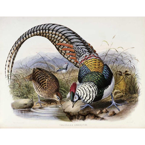 Family of Pheasants Gold Ornate Wood Framed Art Print with Double Matting by Elliot, Daniel Giraud