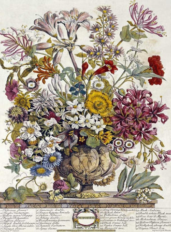 October - Twelve Months of Flowers Black Ornate Wood Framed Art Print with Double Matting by Furber, Robert