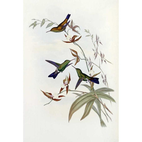 Family of Hummingbirds Gold Ornate Wood Framed Art Print with Double Matting by Glover, John