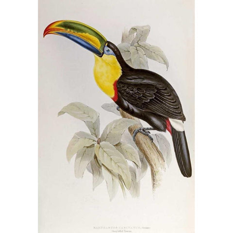 Family of Toucans White Modern Wood Framed Art Print by Glover, John