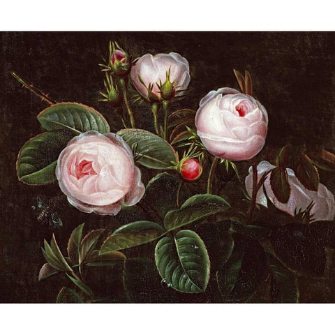 Pink Roses Black Modern Wood Framed Art Print with Double Matting by Jensen, Johan Laurents