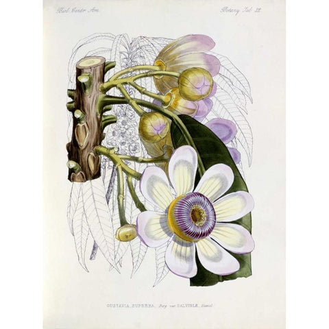 Membrillo Gold Ornate Wood Framed Art Print with Double Matting by Keulemans, J.G.