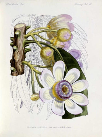 Membrillo White Modern Wood Framed Art Print with Double Matting by Keulemans, J.G.