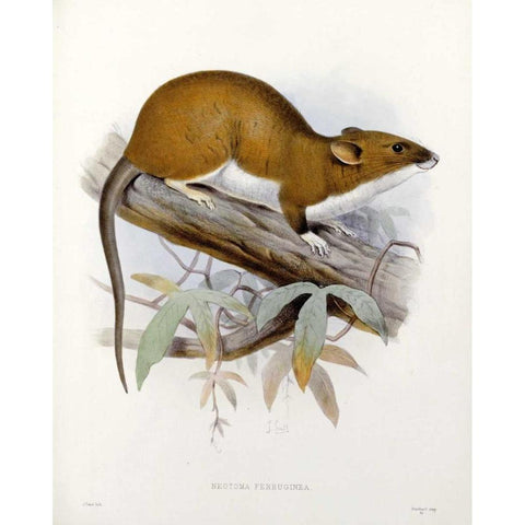 Nectoma Ferruginea Gold Ornate Wood Framed Art Print with Double Matting by Keulemans, J.G.