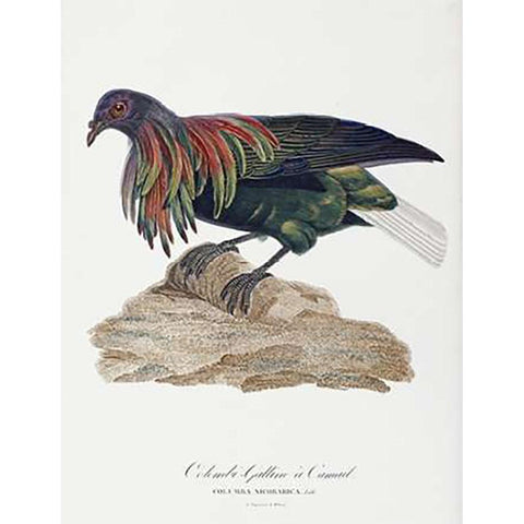 Columba Nicobarica Black Modern Wood Framed Art Print with Double Matting by Knip, Antoinette Pauline Jacqueline