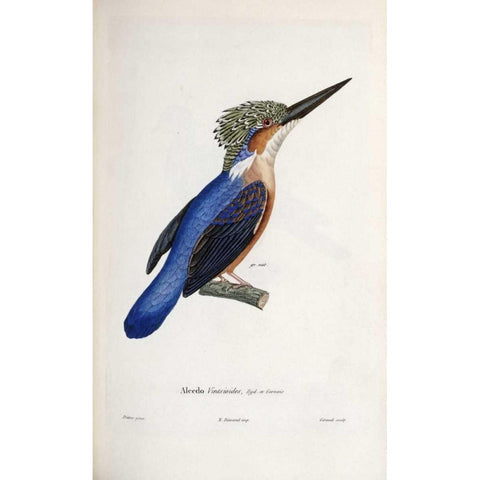 Malagasy Kingfisher Gold Ornate Wood Framed Art Print with Double Matting by LaPlace, Cyrille Pierre Theodore