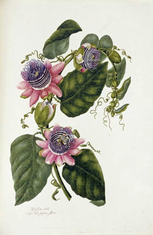 Passion Flowers Black Ornate Wood Framed Art Print with Double Matting by Lawrence, Mary