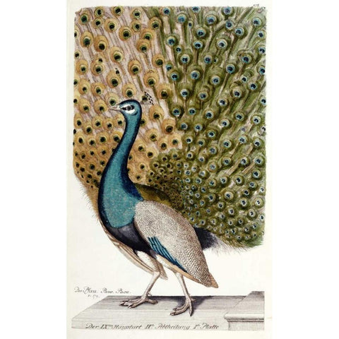 Male Peacock In Full Display Black Modern Wood Framed Art Print with Double Matting by Leonhard, Johann